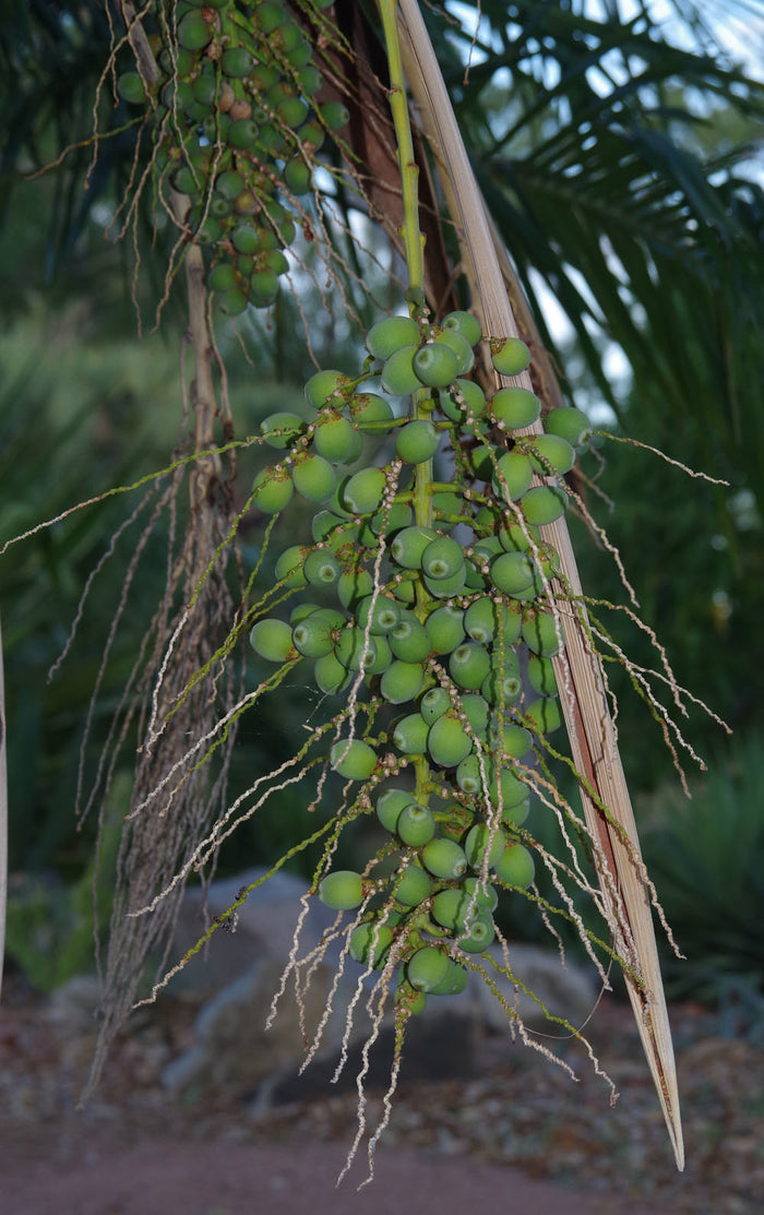 Arikury Palm   5 Seeds   Syagrus Schizophylla