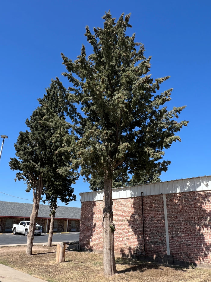 Arizona Cypress   100 Seeds   Cupressus arizonica