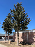 Arizona Cypress   100 Seeds   Cupressus arizonica