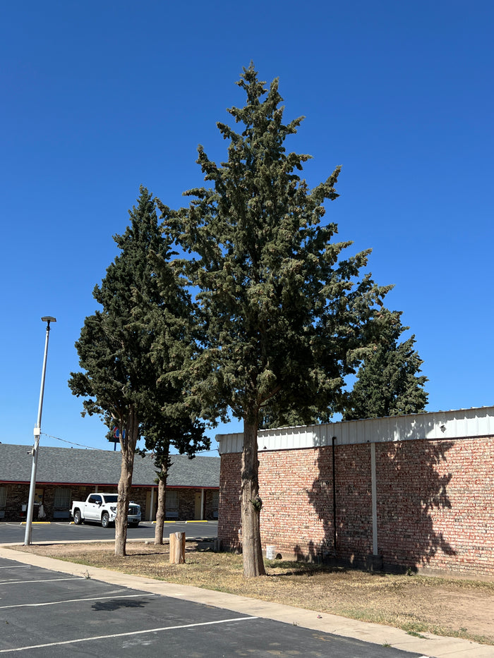 Arizona Cypress   100 Seeds   Cupressus arizonica