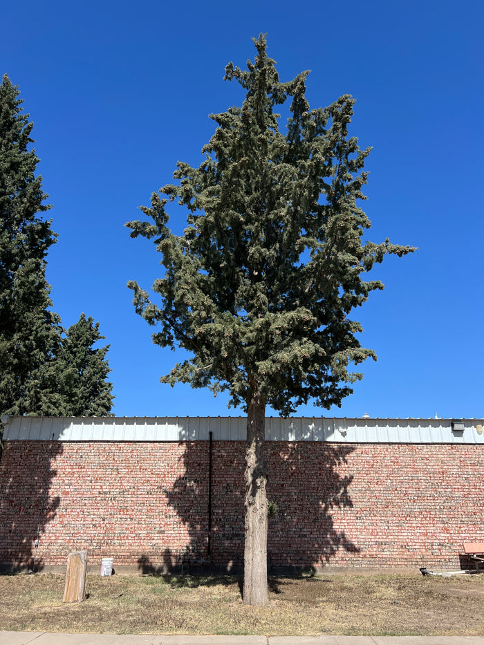 Arizona Cypress   100 Seeds   Cupressus arizonica