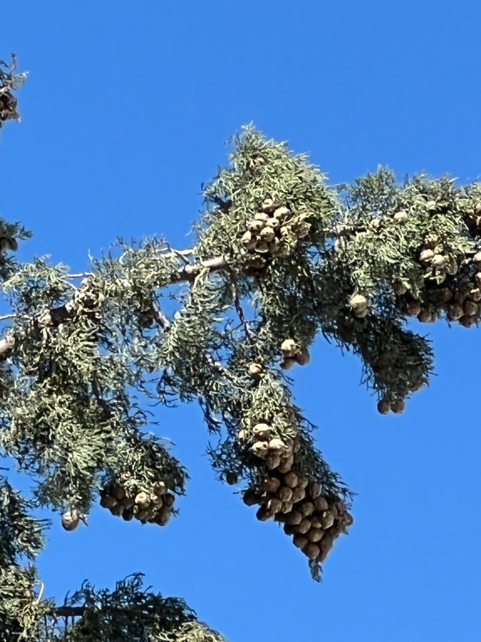 Arizona Cypress   100 Seeds   Cupressus arizonica