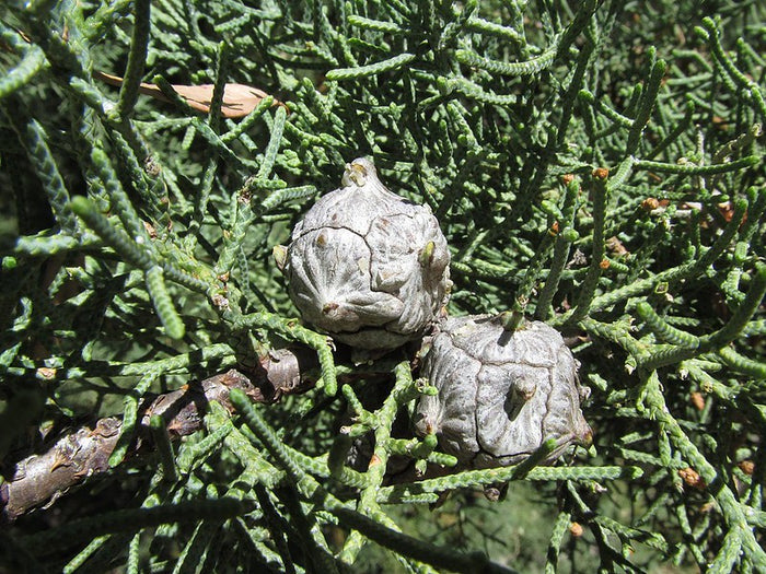 Arizona Cypress   100 Seeds   Cupressus arizonica