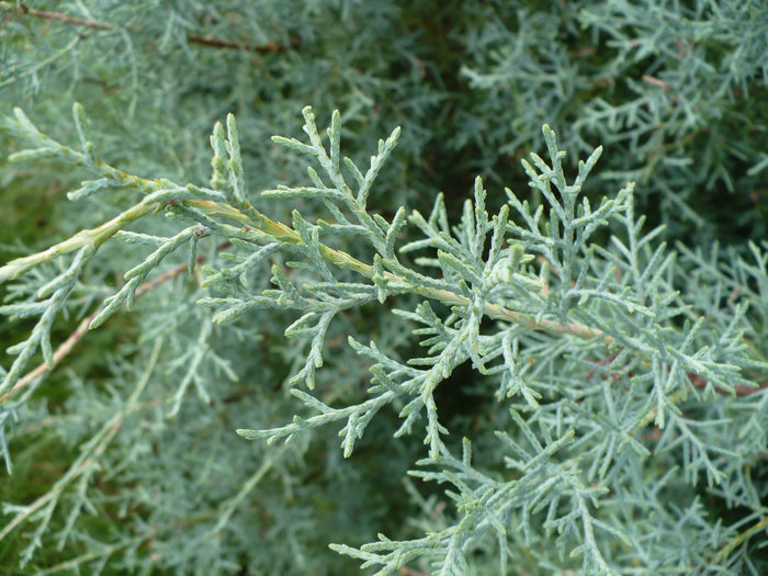 Arizona Cypress   100 Seeds   Cupressus arizonica