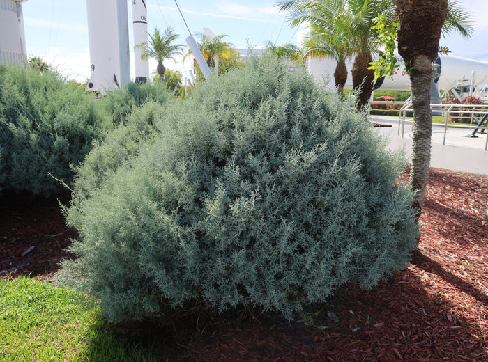Arizona Cypress   100 Seeds   Cupressus arizonica