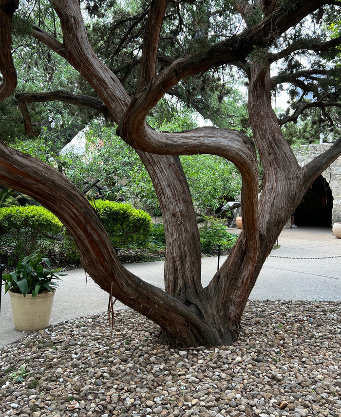 Ashe Juniper    Juniperus ashei    20 Seeds