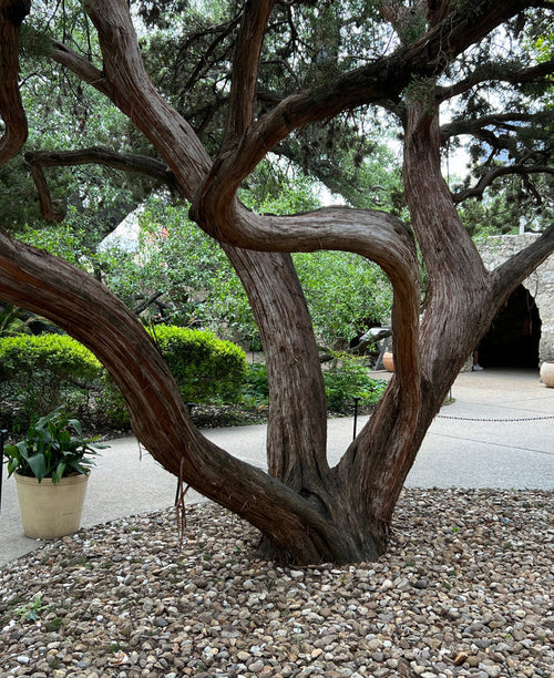 Ashe Juniper    Juniperus ashei    20 Seeds