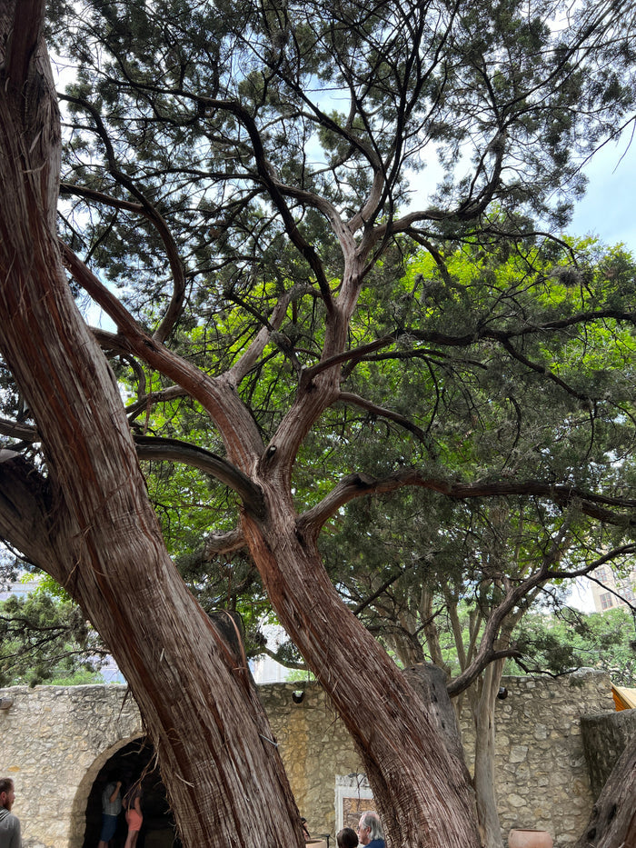 Ashe Juniper    Juniperus ashei    20 Seeds
