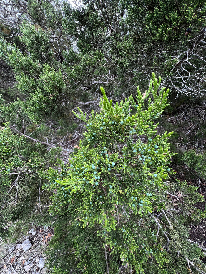 Ashe Juniper    Juniperus ashei    20 Seeds