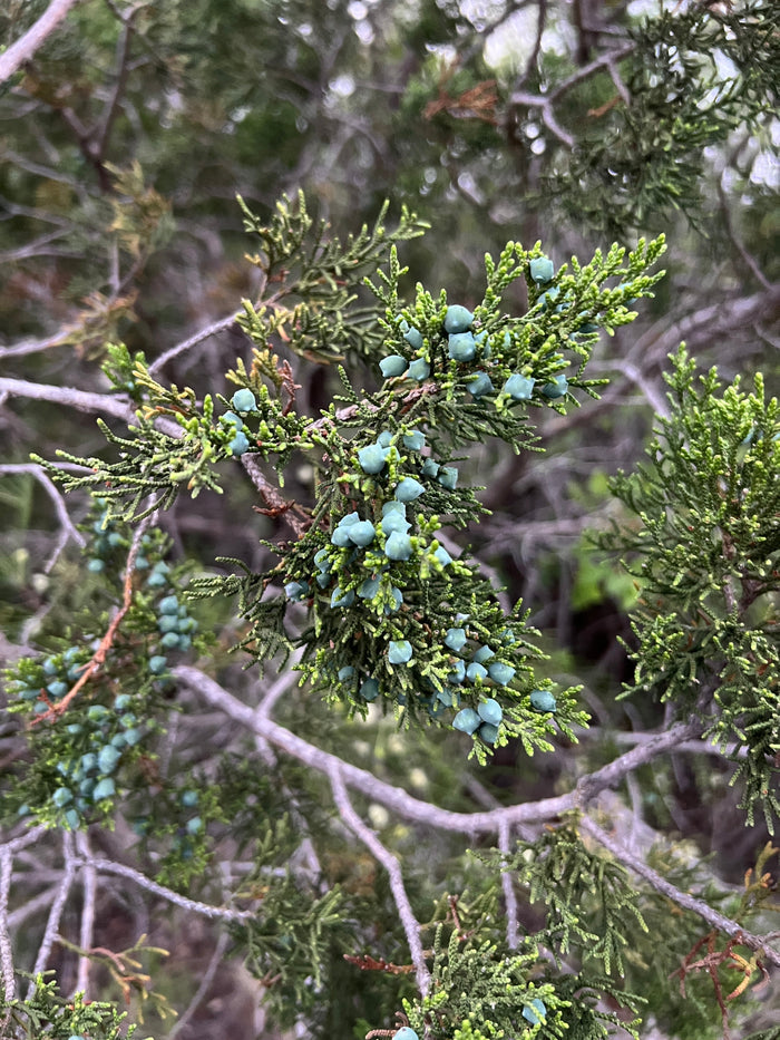 Ashe Juniper    Juniperus ashei    20 Seeds