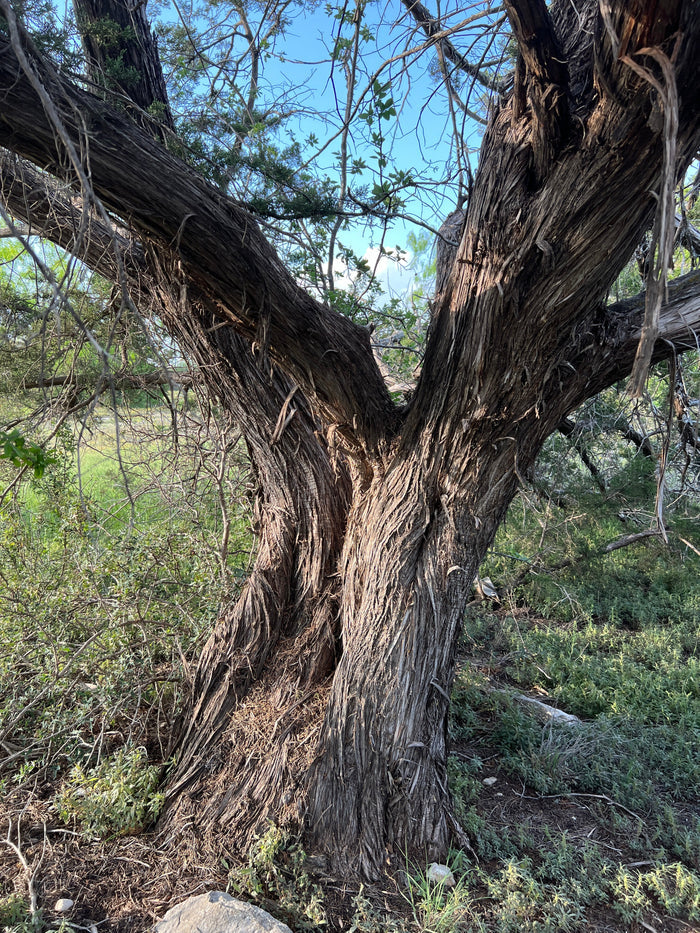 Ashe Juniper    Juniperus ashei    20 Seeds