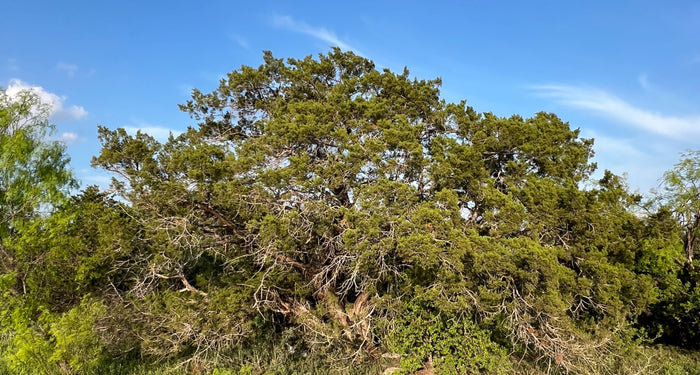 Ashe Juniper    Juniperus ashei    20 Seeds