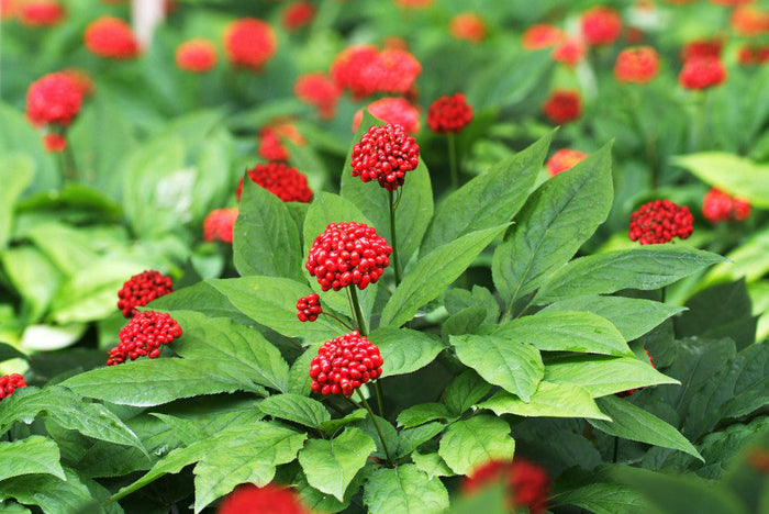 Asian Ginseng  5 Seeds  Panax ginseng