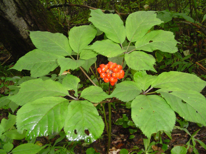 Asian Ginseng  5 Seeds  Panax ginseng