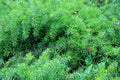 Asparagus Fern  10 Seeds  Asparagus sprengeri