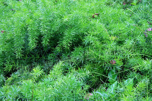 Asparagus Fern  10 Seeds  Asparagus sprengeri
