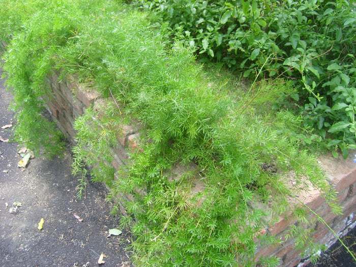 Asparagus Fern  10 Seeds  Asparagus sprengeri