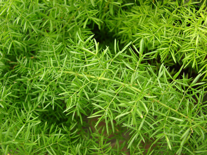 Asparagus Fern  10 Seeds  Asparagus sprengeri