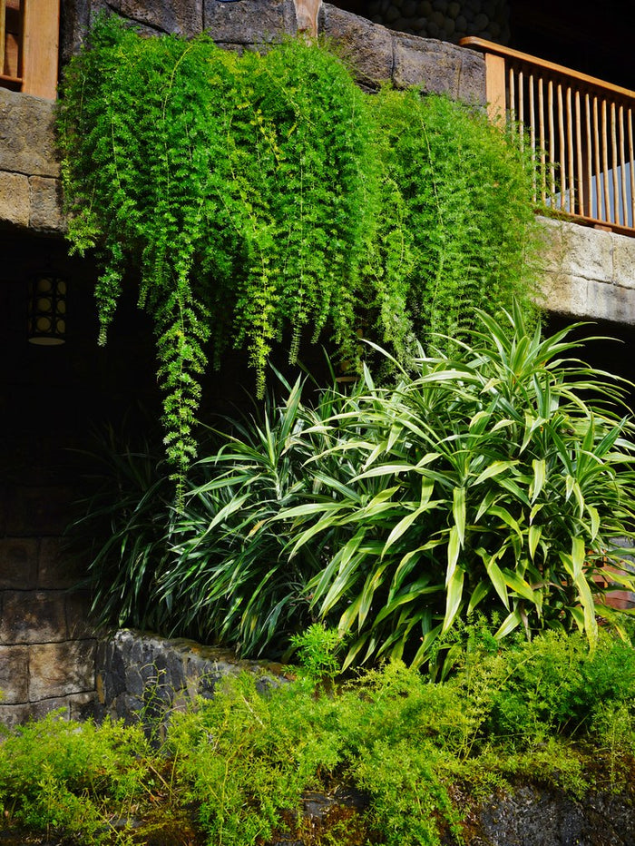 Asparagus Fern  10 Seeds  Asparagus sprengeri