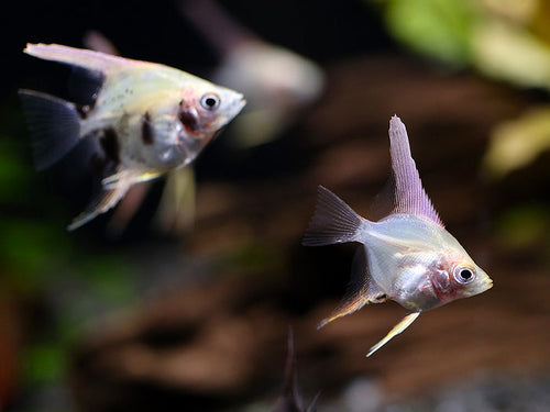 Assorted Angelfish (Pterophyllum scalare) - Bred by Aquatic Arts