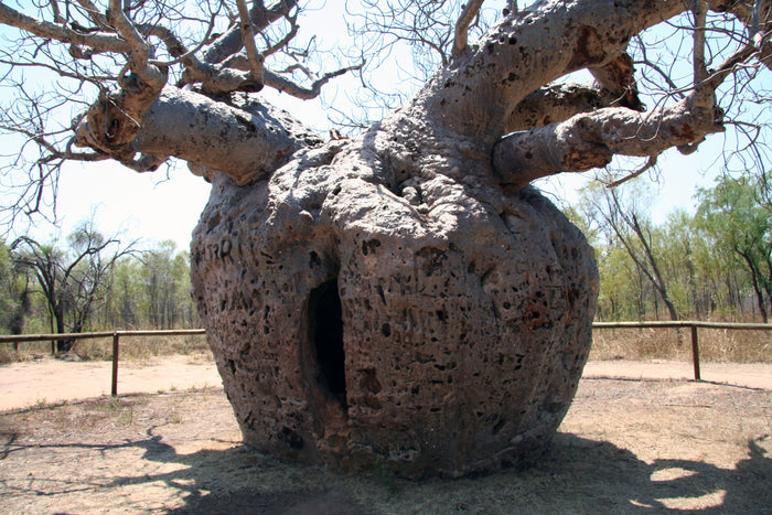 Australian Baobab  5 Seeds  Adansonia gregorii