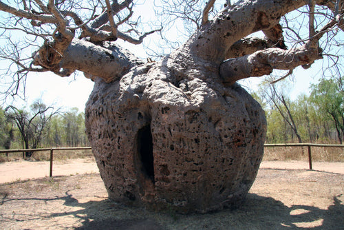 Australian Baobab  5 Seeds  Adansonia gregorii