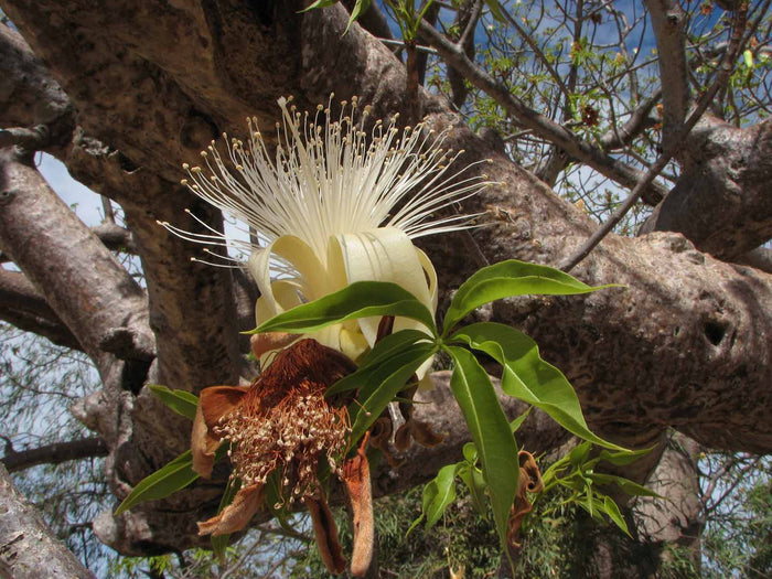 Australian Baobab  5 Seeds  Adansonia gregorii