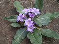 Autumn Mandrake  10 Seeds  Mandragora autumnalis