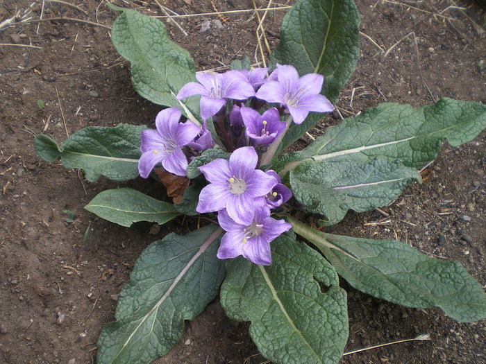 Autumn Mandrake  10 Seeds  Mandragora autumnalis