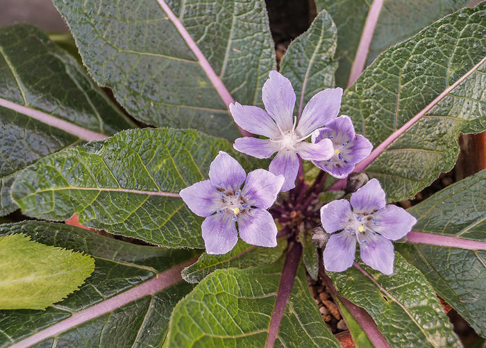 Autumn Mandrake  10 Seeds  Mandragora autumnalis