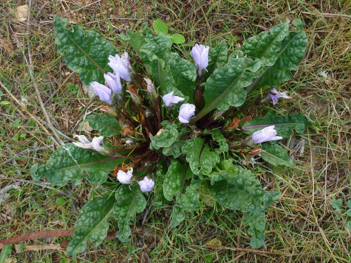 Autumn Mandrake  10 Seeds  Mandragora autumnalis
