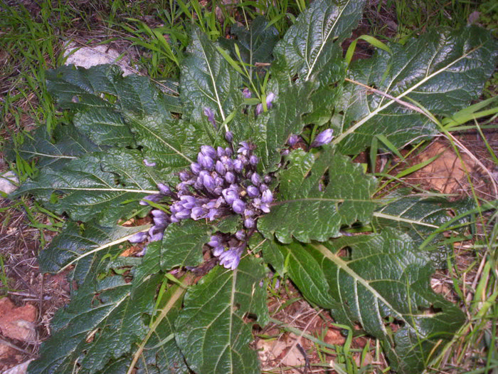 Autumn Mandrake  10 Seeds  Mandragora autumnalis