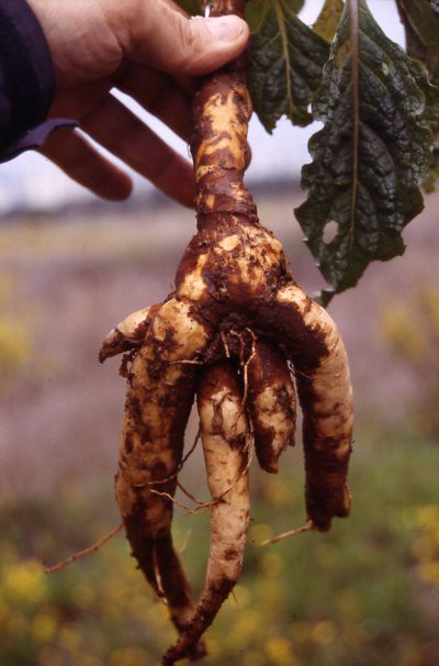 Autumn Mandrake  10 Seeds  Mandragora autumnalis