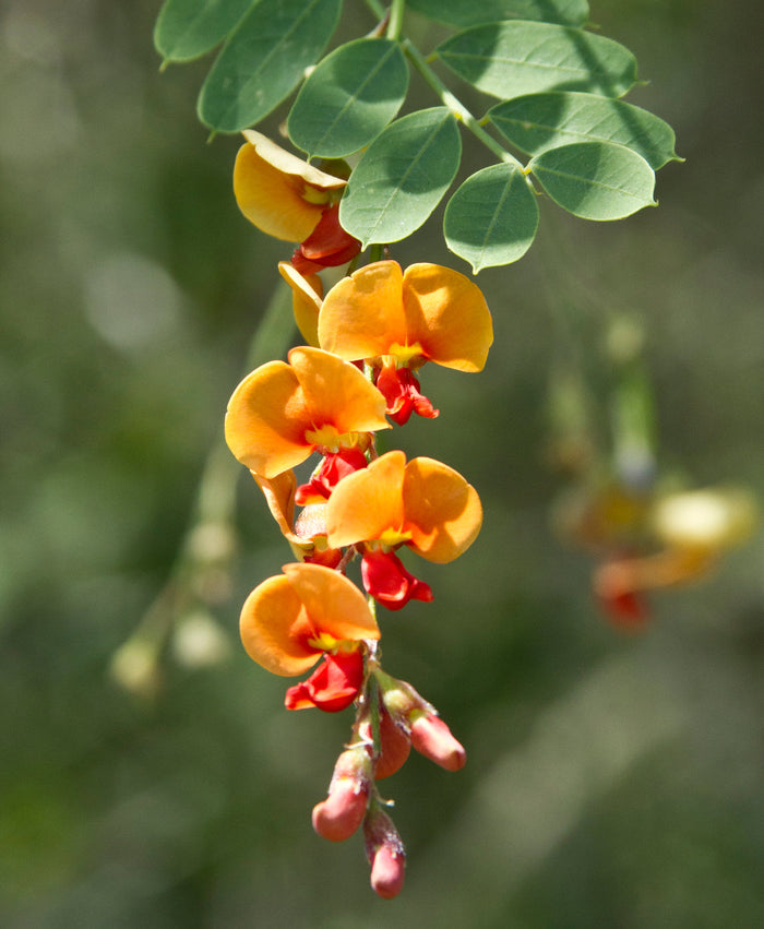 Bagpod   20 Seeds   Sesbania vesicaria