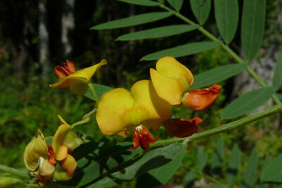 Bagpod   20 Seeds   Sesbania vesicaria