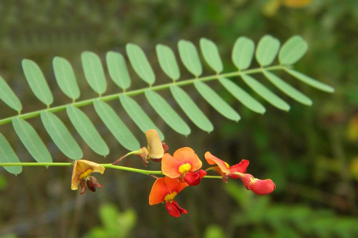 Bagpod   20 Seeds   Sesbania vesicaria