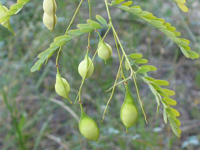 Bagpod   20 Seeds   Sesbania vesicaria