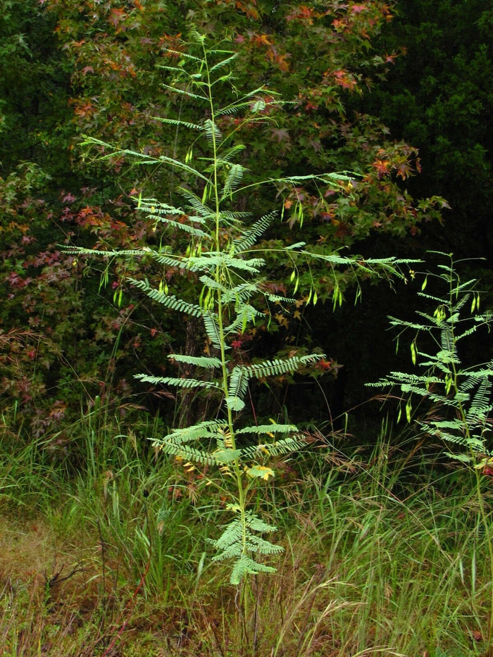 Bagpod   20 Seeds   Sesbania vesicaria