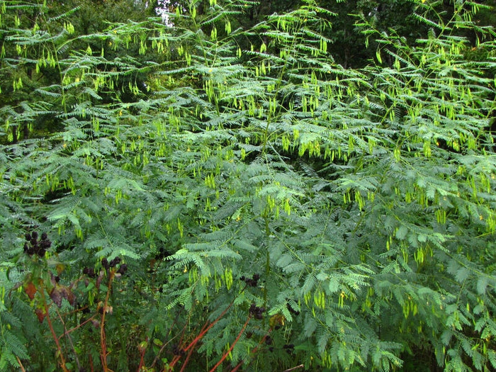 Bagpod   20 Seeds   Sesbania vesicaria