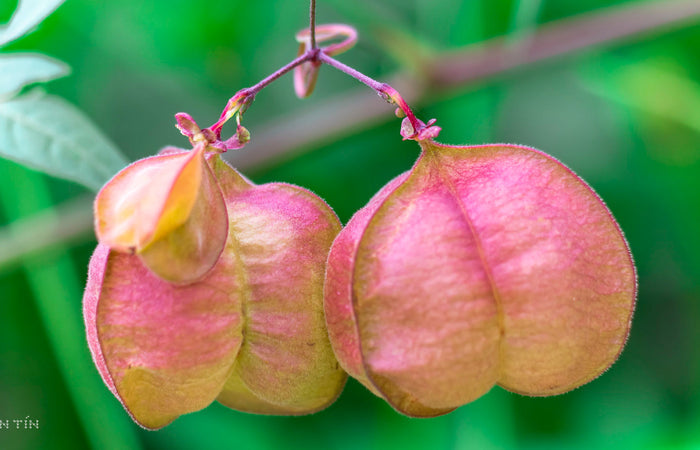 Balloon Vine  10 Seeds  Cardiospermum halicacabum