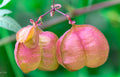 Balloon Vine  10 Seeds  Cardiospermum halicacabum