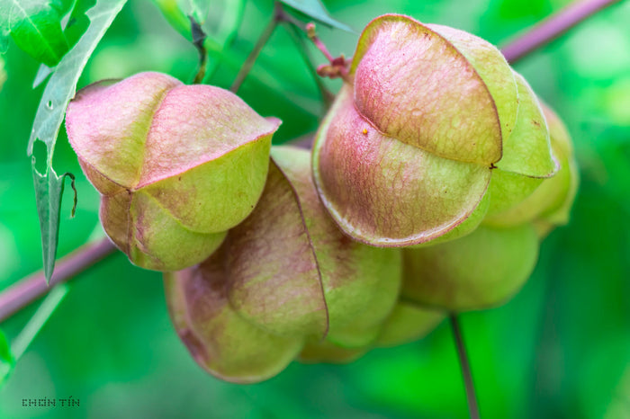 Balloon Vine  10 Seeds  Cardiospermum halicacabum