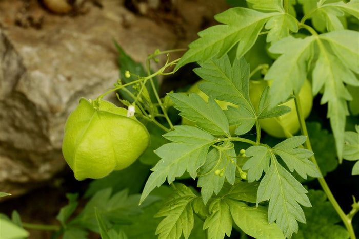 Balloon Vine  10 Seeds  Cardiospermum halicacabum