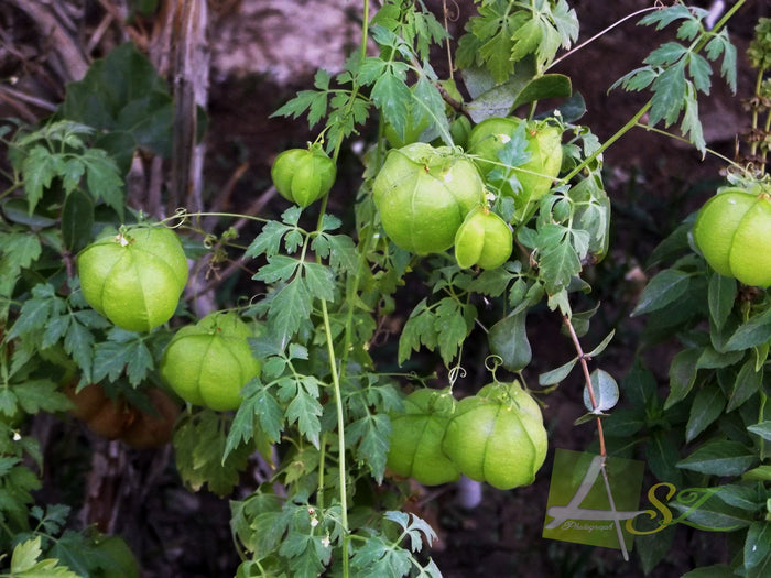 Balloon Vine  10 Seeds  Cardiospermum halicacabum