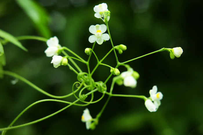 Balloon Vine  10 Seeds  Cardiospermum halicacabum