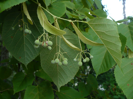 Basswood  10 Seeds  American Linden  Tilia americana