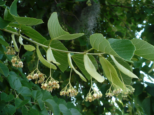 Basswood  10 Seeds  American Linden  Tilia americana