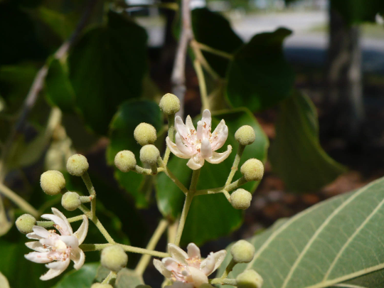 Basswood  10 Seeds  American Linden  Tilia americana