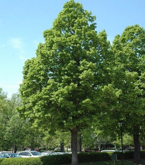 Basswood  10 Seeds  American Linden  Tilia americana