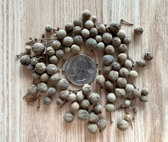 Basswood  10 Seeds  American Linden  Tilia americana